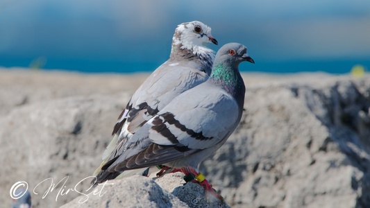 Rock Pigeon (Gołąb Skalny)