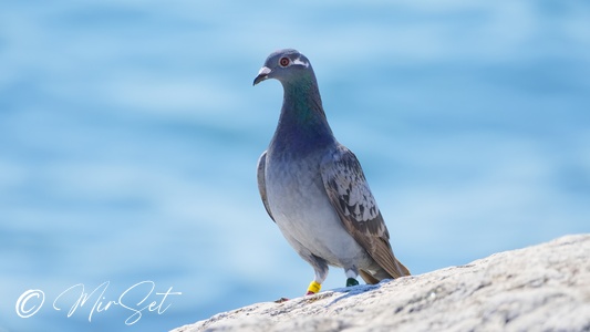 Rock Pigeon (Gołąb Skalny)