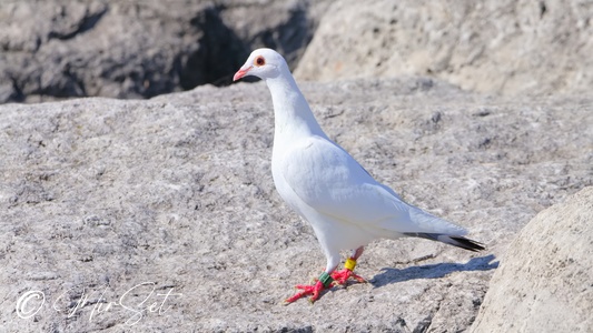 Rock Pigeon (Gołąb Skalny)