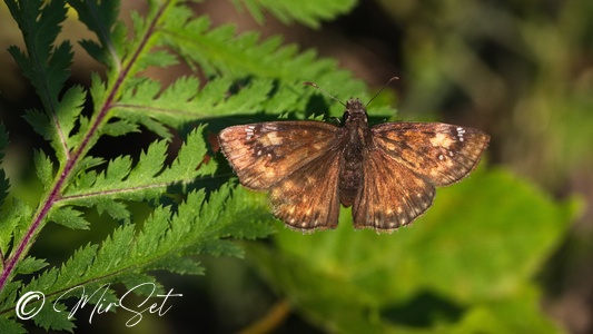 Duskywings