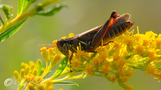 Red-legged Grasshopper