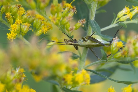 Tree Cricket