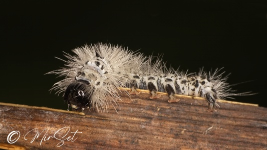 Hickory Tussock Moth (Lophocampa caryae)