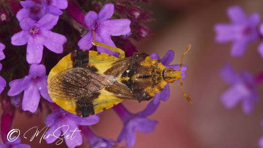 Jagged Ambush Bug (Phymata americana)