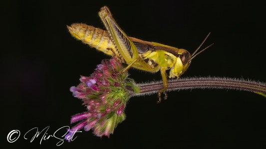 Short Horned Grasshoppers