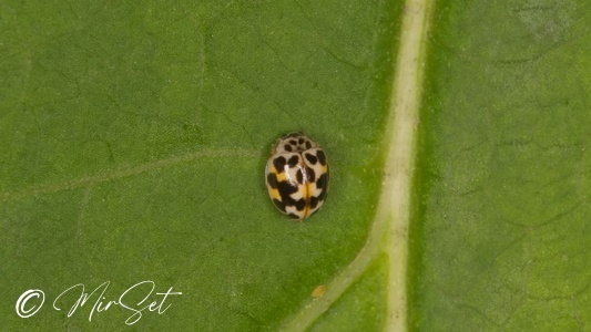 Twenty-spotted Lady Beetle (Psyllobora vigintimaculata)