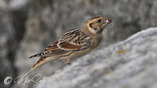 Lapland Longspur (Poświerka)