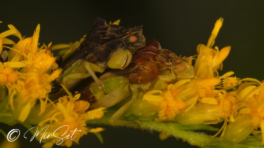 Pennsylvania Ambush Bug