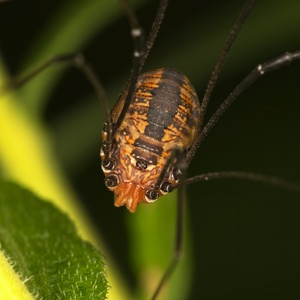 Eastern Harvestman