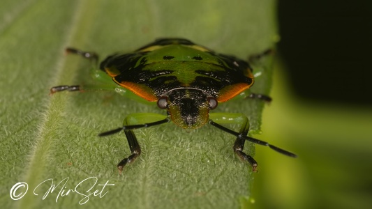 Green Stink Bug (Chinavia hilaris)