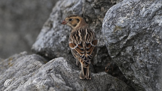 Lapland Longspur (Poświerka)