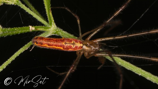 Tetragnatha Versicolor