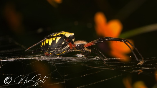 Yellow Garden Spider