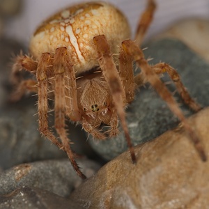 Cross Orbweaver