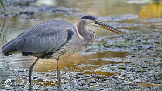 Great Blue Heron (Czapla Modra) 3