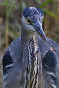 Great Blue Heron (Czapla Modra)