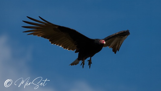 Turkey Vulture (Sępnik Różowogłowy)