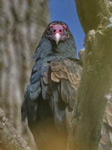 Turkey Vulture (Sępnik Różowogłowy)