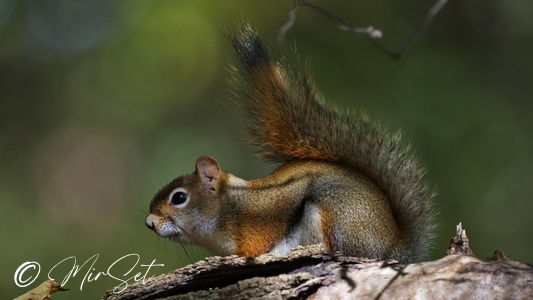 American Red Squirrel (Tamiasciurus Hudsonicus)