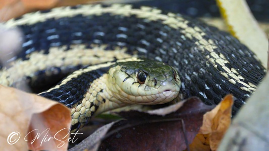 Garter Snake (Ogrodowiec Zwyczajny)