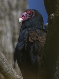 Turkey Vulture (Sępnik Różowogłowy)