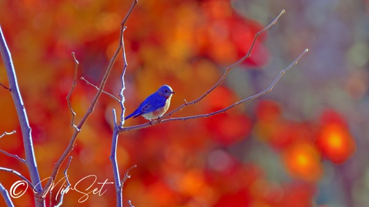 Eastern Bluebird (Błękitnik Rudogardły )