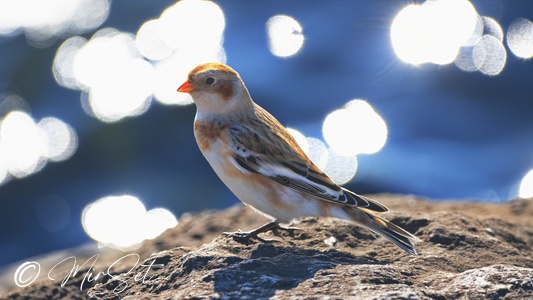 Snow Bunting (Śnieguła)