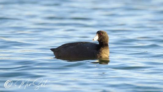 American Coot (Łyska Amerykańska)