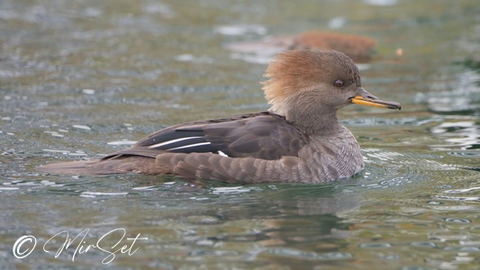 Hooded Merganser (Kapturnik)