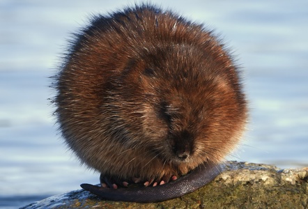 Muskrat (Ondatra zibethicus)