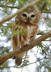 Northern Saw-whet Owl (Włochatka Mała)