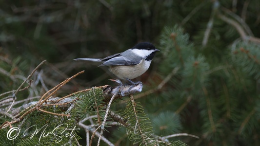 Black-capped Chickadee (Sikora Jasnoskrzydła)