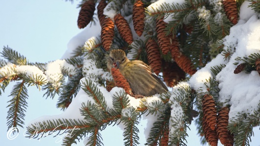 White-winged Crossbill (Krzyżodziób modrzewiowy)