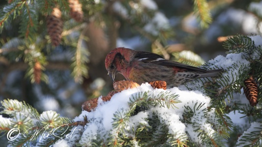 White-winged Crossbill (Krzyżodziób modrzewiowy)